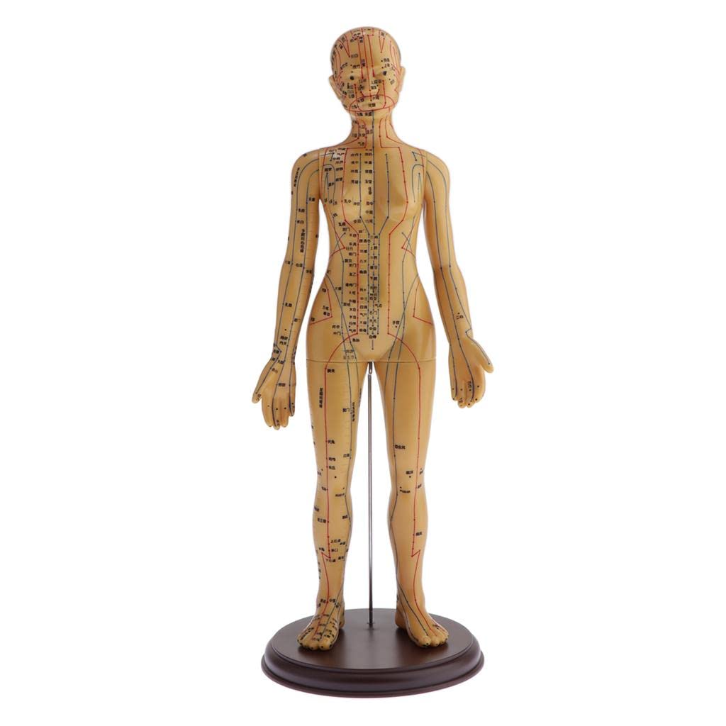 harayaa Akupunkturmodell/Weibliche Anatomische Skulptur, Figur, Statuette, Weiblich, Weich