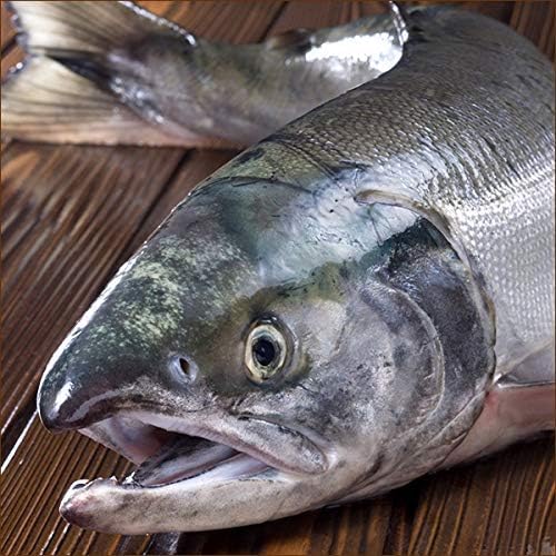 北海道産 生秋鮭 1尾 3.0kg (オス/冷蔵品) 秋の味覚 水産 鮮魚 生 さけ サケ 鮭 秋鮭 しゃけ シャケ ギフト ご家庭用 北海道 グルメ お取り寄せ