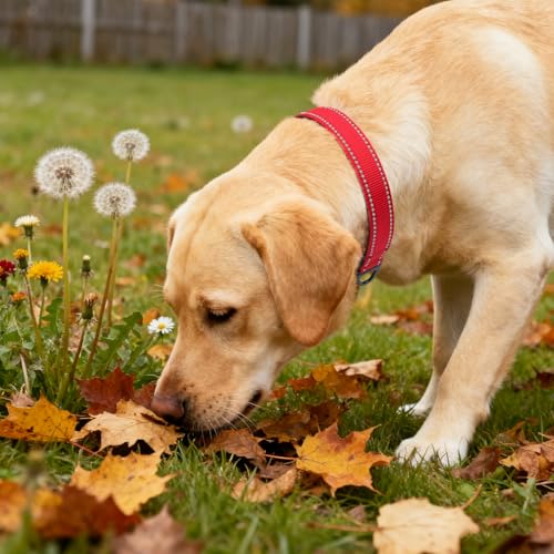 Taglory Hundehalsband, Weich Gepolstertes Neopren Nylon Hunde Halsband für Große Hunde, Verstellbare und Reflektierend für das Training, Rot