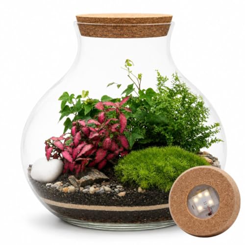 Image of Tropical Glass Terrarium Kit with Plants, H: 24 cm, Light Up Terrarium Kit for Adults, Beginner Friendly Terrarium with All Materials and Guide, Terranium (with LED Cork Lid)