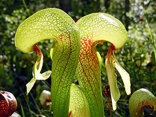20 Darlingtonia Сalifornica Seeds | California Pitcher Plant | Yellow Cobra Lily Plant 20 Darlingtonia Сalifornica Seeds | California Pitcher Plant | Yellow Cobra Lily Plant