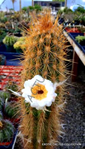 RARE PILOSOCEREUS ZEHNTNERI @ exotic succulent cactus cereus cacti seed 20 SEEDS -:Seeds Only