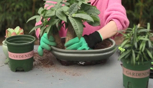 Kit de Herramientas Bonsái 24 Piezas para Principiantes miniatura 7