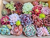 多肉植物 おまかせ 【カット苗】 14cm×9cm ミニ多肉セット エケベリア セダム 寄せ植え 多肉 プレゼント ギフト