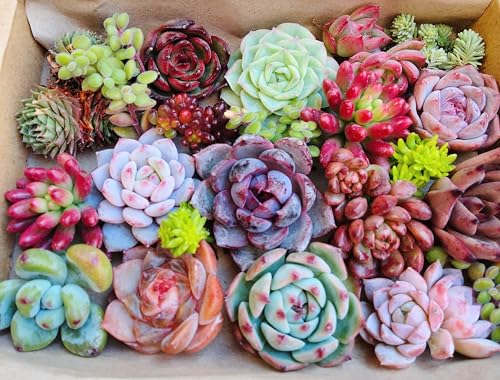 多肉植物ギフトセット