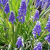 Potseed - Semillas Muscari armeniacum