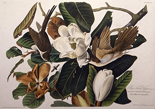 Affiche coucou à bec noir d'Audubon pour sublimer la décoration de chambre