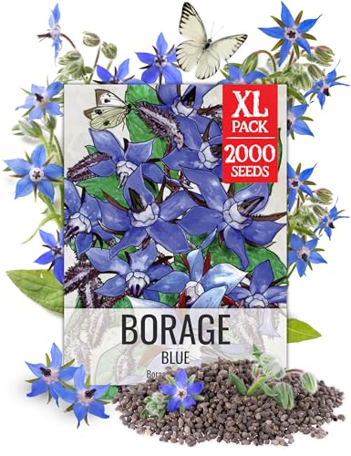 Seed Needs Borage Seeds to Plant Non-GMO Heirloom Culinary Herbs XL Pack
