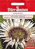 silberdistel  Silberdistel, Eberwurz, Carlina acaulis, ca. 25 Samen