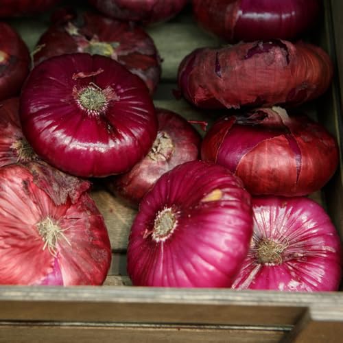 semi di cipolla resistenti alla siccità, giardino sul balcone cipolla perenni, tradizionali, resistenti da giardino aglio 300pcs