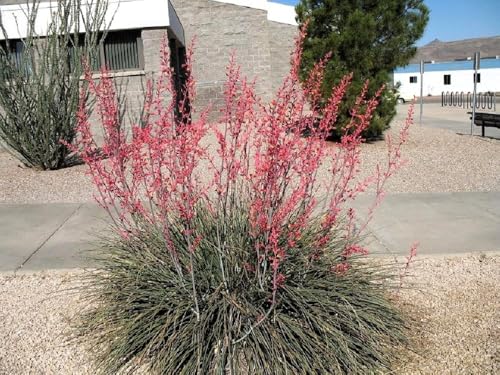 25 RED Yucca Hesperaloe Parviflora aka Hummingbird, Coral, & Texas