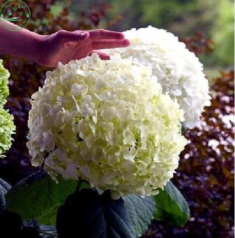 See full amazon price history chart for White : Flower Seeds, Hydrangea A Variety Of Colors Seed Garden Plants Bonsai Suitable Fort Viburnum 30 Pcs R85 White : Flower Seeds, Hydrangea A Variety Of Colors Seed Garden Plants Bonsai Suitable Fort Viburnum 30 Pcs R85 (B071HDB3PB) Amazon Price History, Amazon Price Tracker