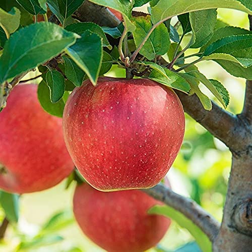 Original Dwarf Sophian Variety Apple Plant (GRAFTED),Suitable for Hot & Cold Climate-image-25
