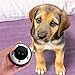 GALPADA Interactive Dog and Cat Training Bell Loud Sound Bell for Potty Training Abs Material Pet Doorbell for Communication Clear Ringing Sound
