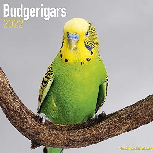 Budgerigars Calendar - Parakeet Calendars -Calendars 2021 - 2022 Wall Calendars - Bird Calendars - Monthly Wall Calendar by Avonside