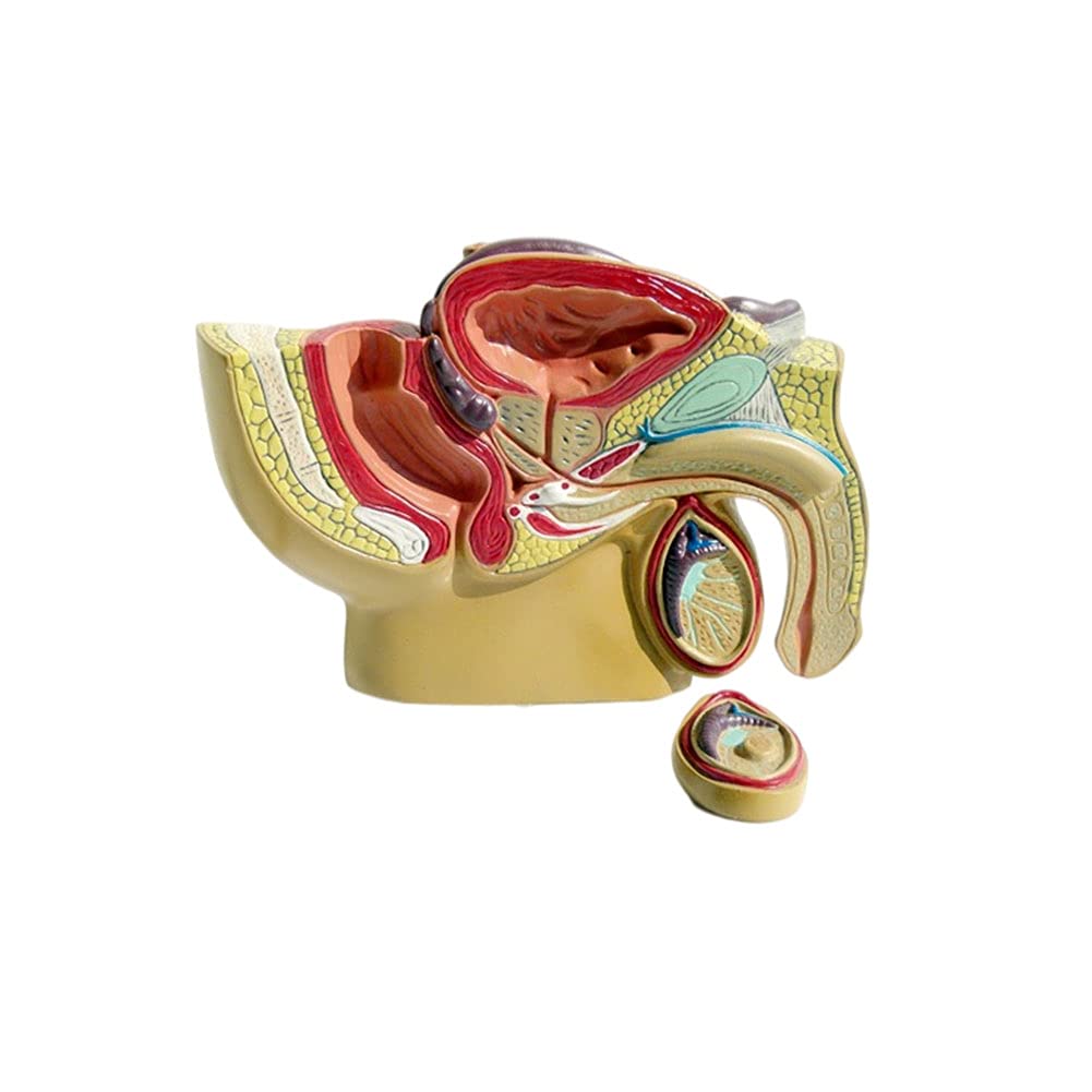 YUNZHIDUAN Male and Female Anatomical Sagittal Pelvis Model, Sagittal Anatomical Model Of The Human Male Pelvis, Testis, Prostate, Urinary System for Anatomical Study Display