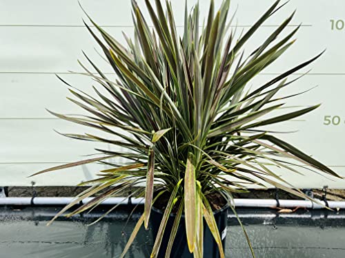 Tropictrees cordyline chocolade 100cm - Afbeelding 5