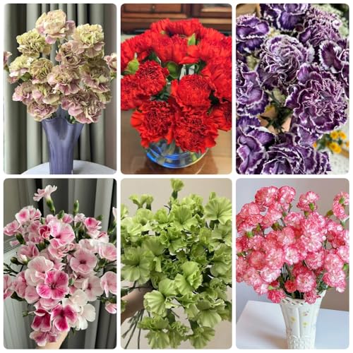 Semi di chiodi di garofano, Semi di garofano dolce, regali per gli amanti del giardino da giardino roccioso resistenti 450pcs