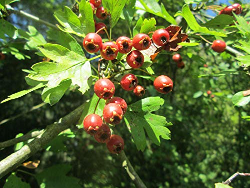 Eingriffeliger Weißdorn Crataegus monogyna Pflanze 55-60cm...