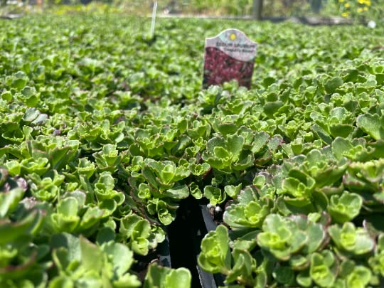 3 Dragons Blood Sedum in 4 inch containers product thumbnail 7