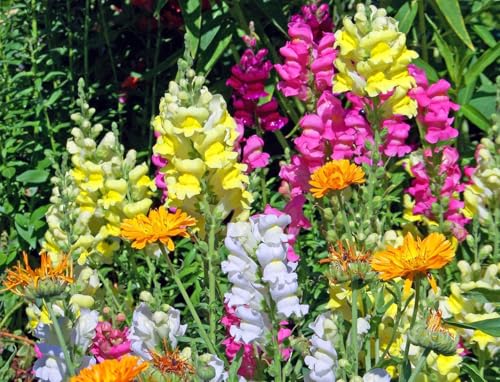 LOSEEDSOO 3000+ Giant Snapdragon Seeds Mixed Colors Antirrhinum Majus Maximum Flower Seeds for Planting Outdoors Tall Garden Snapdragons Easy to Grow Annual Flower Seeds (1g)