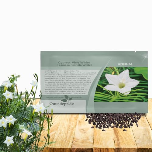 Image of Outsidepride White Cypress Vine Seeds - 200 Pcs Annual Flower Seeds with Nectar-Rich, Star-Shaped Flowers & Feathery, Fern-Like Leaves for Fences, Trellises, Pergolas & Vertical Gardens