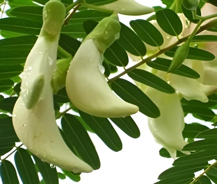 Green view White Bok phool or Heron flower Plant Agathi Cheera,Spinach Agathi Keerai (Tamil), August Tree Bok-phool plant,Humming Bird Tree– (Healthy Live Plant) (B0CWYPXK4D) Amazon Price History, Amazon Price Tracker