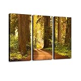 dirt road through redwood trees in the forest sequoiass and pictures Wall Artwork Exclusive Photogra