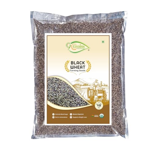 Image of Organic Black Wheat Grains Seeds (10Kgs) | Kale Gehu Ka Seeds | For Farming, Sowing & Agriculture Use | Produce of India | 100% Natural & Non-GMO | By G7 Grains