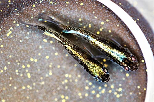 【めだか街道】黒幹之めだか５匹セット（黒幹之メダカ生体５匹セット）