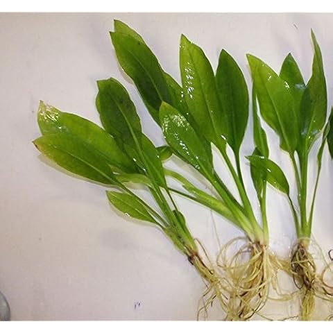 3 x Amazon Sword Plants Echinodorus Bleheri Live Aquarium Plants Cover