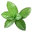 Peppermint