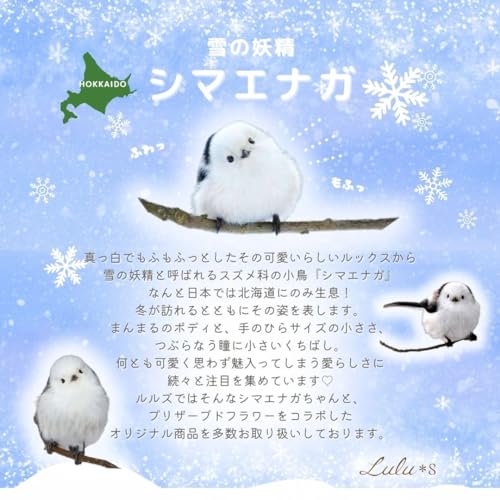 Amazon.co.jp: Lulu's: ハーバリウム