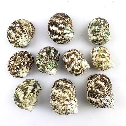 Heyiwell 10PC Natural Green Hermit Crab Shells,Natural Turbo Sea Shell for Hermit Crab Supplies Decor 1.75\"~2.5\" Inch