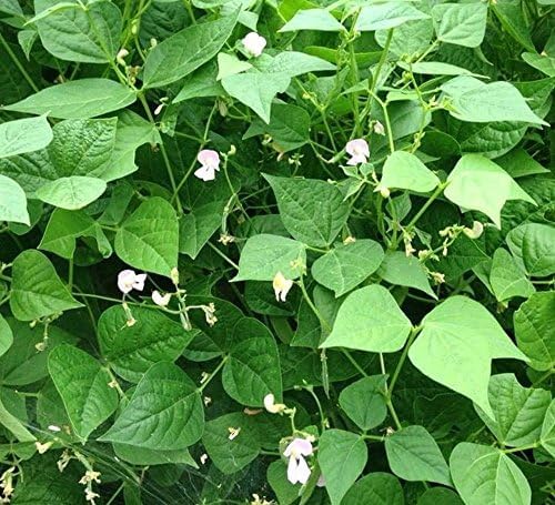White Tepary Bean Seeds 35 Pcs Non-GMO Heirloom Vegetable Seeds for Outdoor Garden Growing