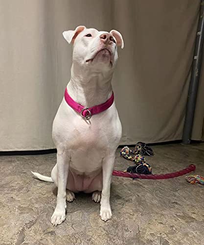 Mycicy Reflective Dog Choke Collar, Soft Nylon Training Slip Collar For Dogs (5/8" W X 15.5" L, Black) #TOP6