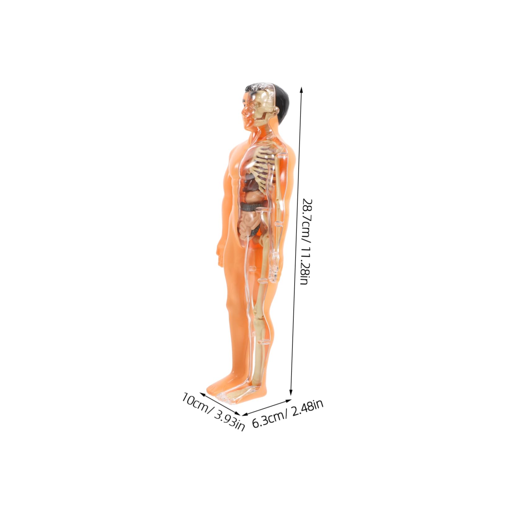Holibanna 1 Set Di Giocattoli Di Scheletro Umano Puzzle Di Organi Tridimensionali Strumento Didattico Per La Prima Infanzia Anatomia E Fisiologia Umana Anatomia Per Ragazzi E Ragazze