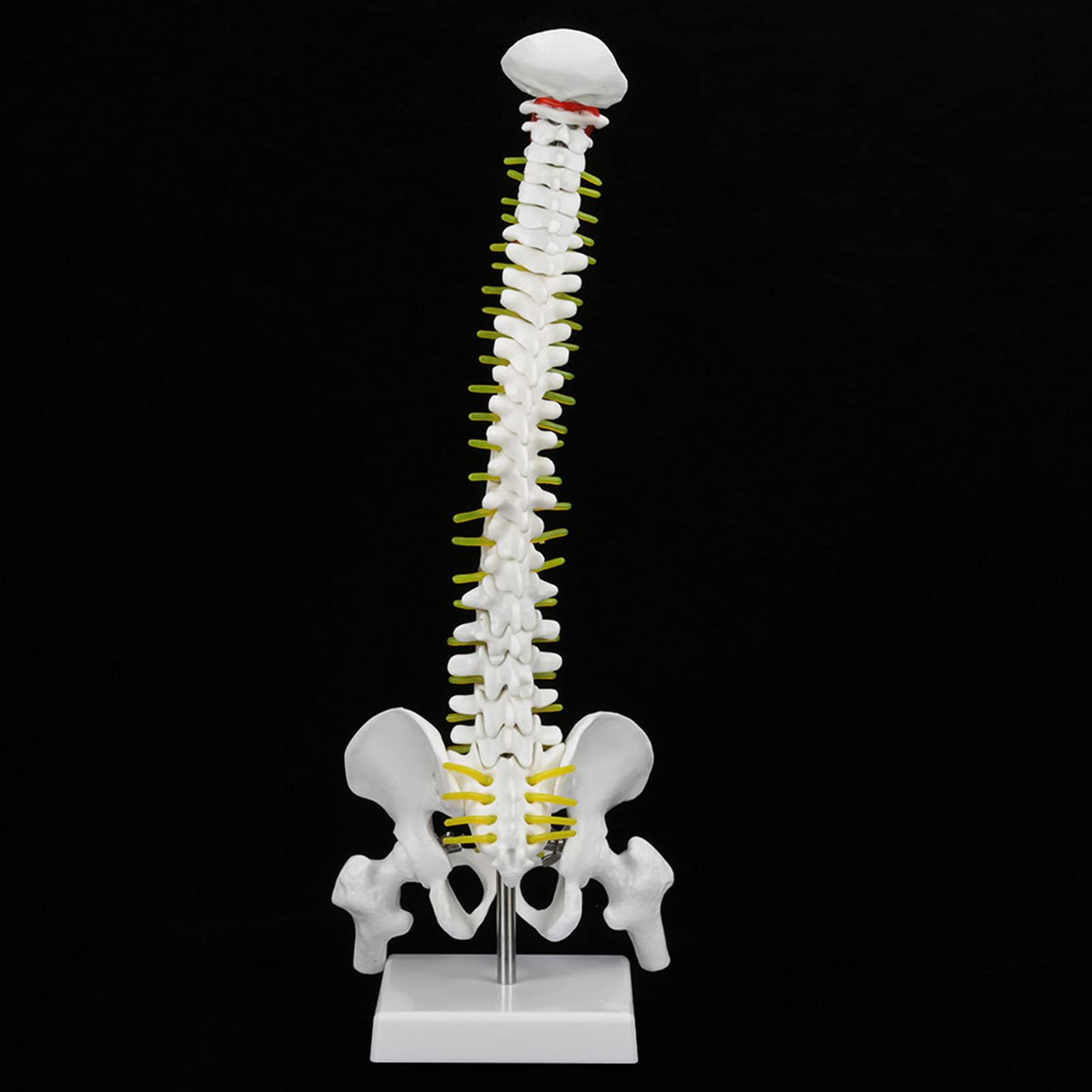 Anatomisches Wirbelsäulen-Modell, 38 cm, Lebensgroß mit Nerven und Becken, Lehrmaterial für Anatomie