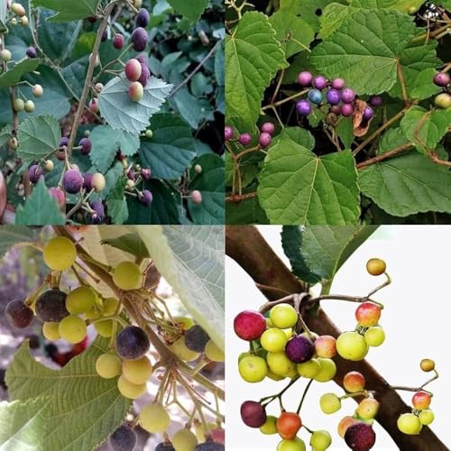 Image of BIGREEN ZENEBULLA Hybrid Healthy Falsa Fruit Plant with Pot | Live Falsa Plant for Home Garden Terrace Balcony | Fast Growing Fruit Plant for Outdoor & Indoor Gardening | Ready to Grow Sapling