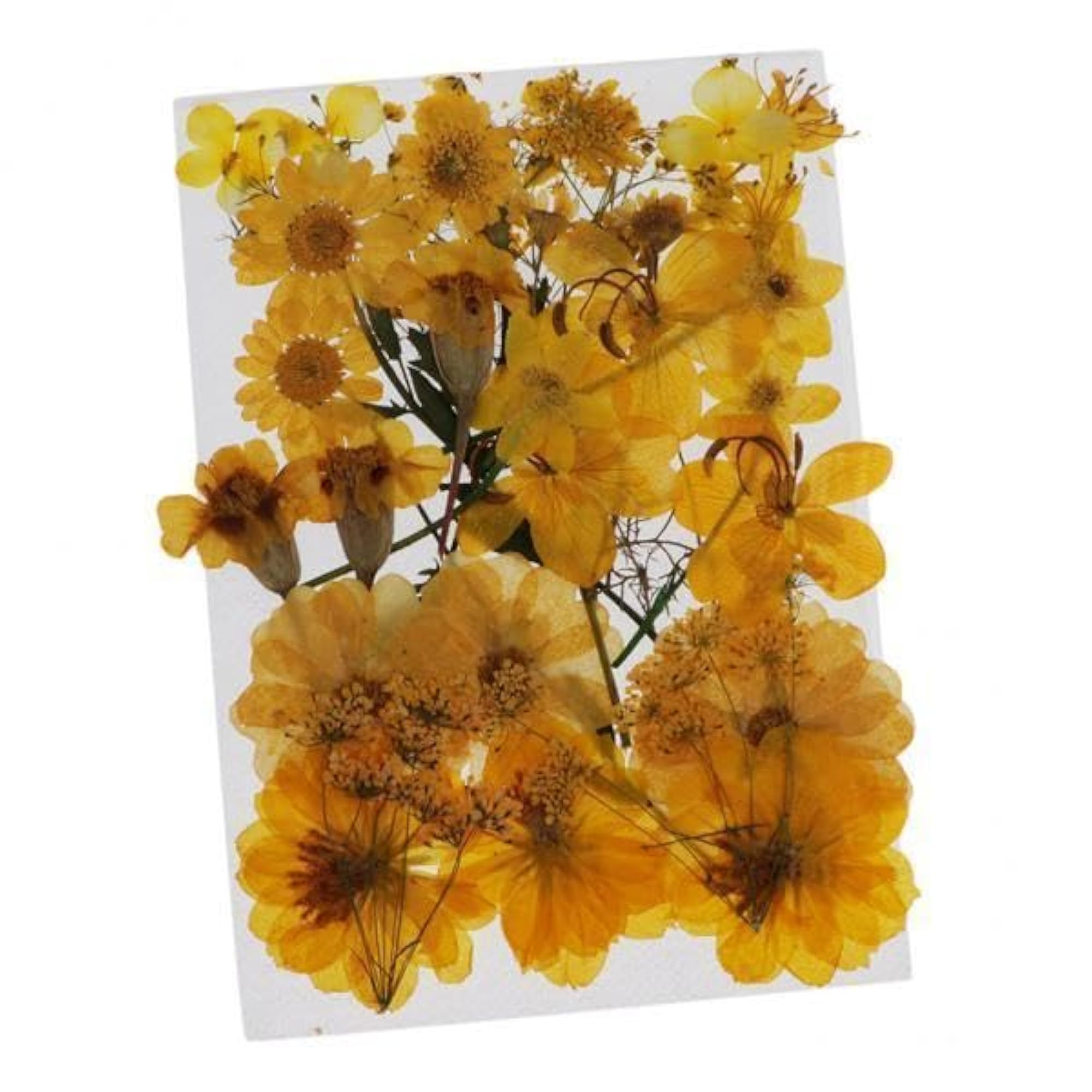 Natural Pressed Dried Flowers for Scrapbooking