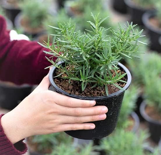 Image of Live Rosemary Plant with Pot | Rosmarinus Officinalis Aromatic Herbal Plant | Medicinal Herb for Kitchen Garden Food Salad Cooking | Fragrant Evergreen Plant for Home Garden | Pack of 1