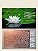 Dan Models 35539-1/35 Water Lily. Leaves and Flowers. Photo-Etched and Resin