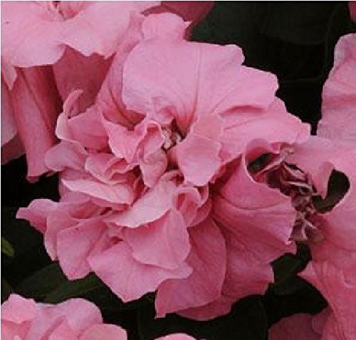 Flower - Petunia - Double Duo Pink Satin F1-30 Pelleted Seeds