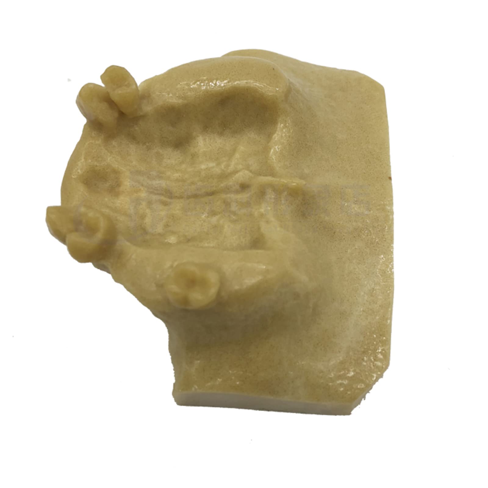 Modello di Studio Modello di addestramento per Il Sollevamento del Seno mascellare Dentale Modello di insegnamento per Lo Studio dei Denti dentali Modello di de，A