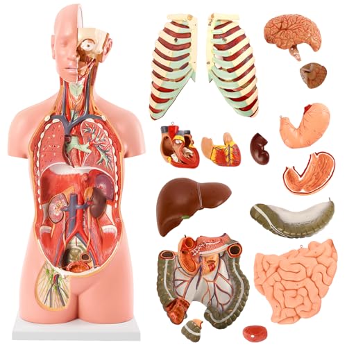 Image of NEW HORIZON 18-Part Premium Unisex Human Torso Model | Detailed Life-Size Human Body Model has 18 Removable Human Organs | Includes Detailed Product Manual,for Medical Student, Lab & Classroom Use