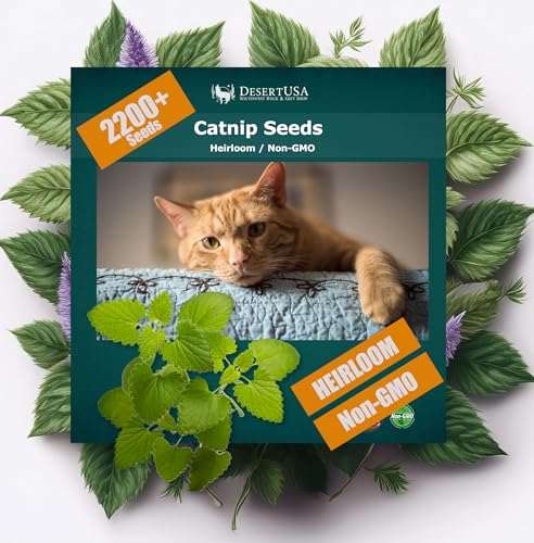 DesertUSA Catnip Seeds - Nepeta cataria for Planting, 2200+ Herb Seeds, Indoor or Outdoor Growing, Heirloom, Non-GMO, Cats Love Catnip Leaves. (Catnip Seeds, 1500mg)