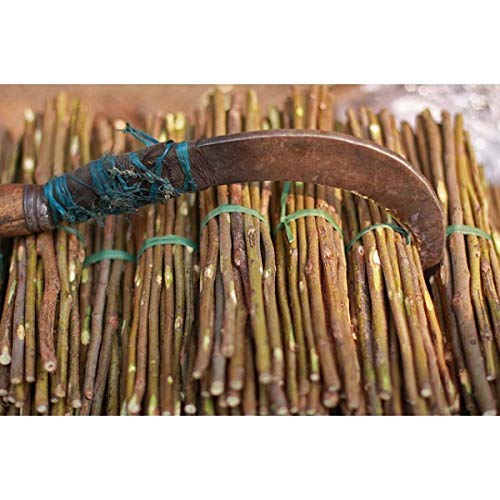 Kavach enterprise® Ayurvedic Natural Organic Babool Datun (9 inch Sticks) (Pack of 20) + (2 pcs other Ayurvedic tree Datun sticks Free) (B08L885JD5) Amazon Price History, Amazon Price Tracker