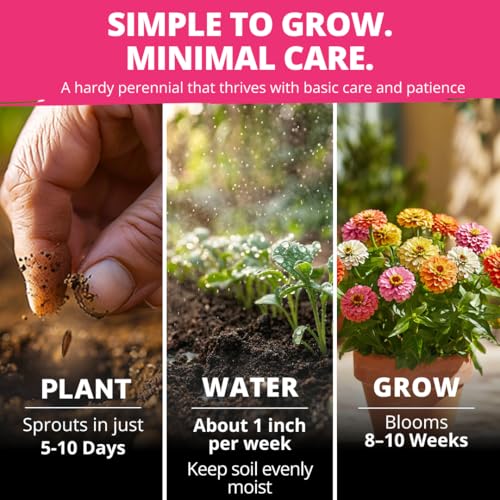 Image of HOME GROWN Thumbelina Zinnia Seeds (1g) - 500 Dwarf Zinnia for Planting 2026, Spring Flower Seeds to Plant Outside, Easy Summer Garden Bloom for Containers & Borders (Zinnia elegans)