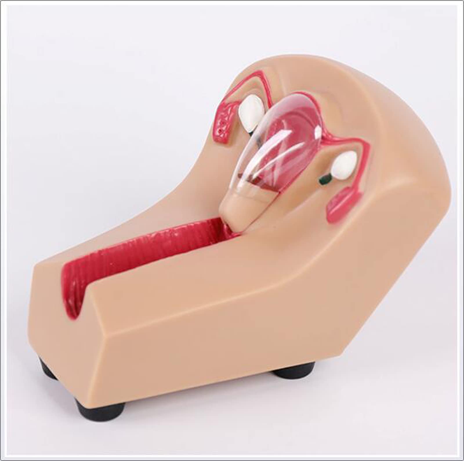 Modello didattico dell'organo riproduttivo uterino Modello di contraccezione intrauterina Femminile e Dispositivo di Formazione Simulatore per Strumento didattico di Studio