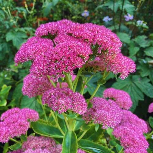 Autumn Sedum Plant Live, Quart Pot, Sucullent Plant Live Indoor